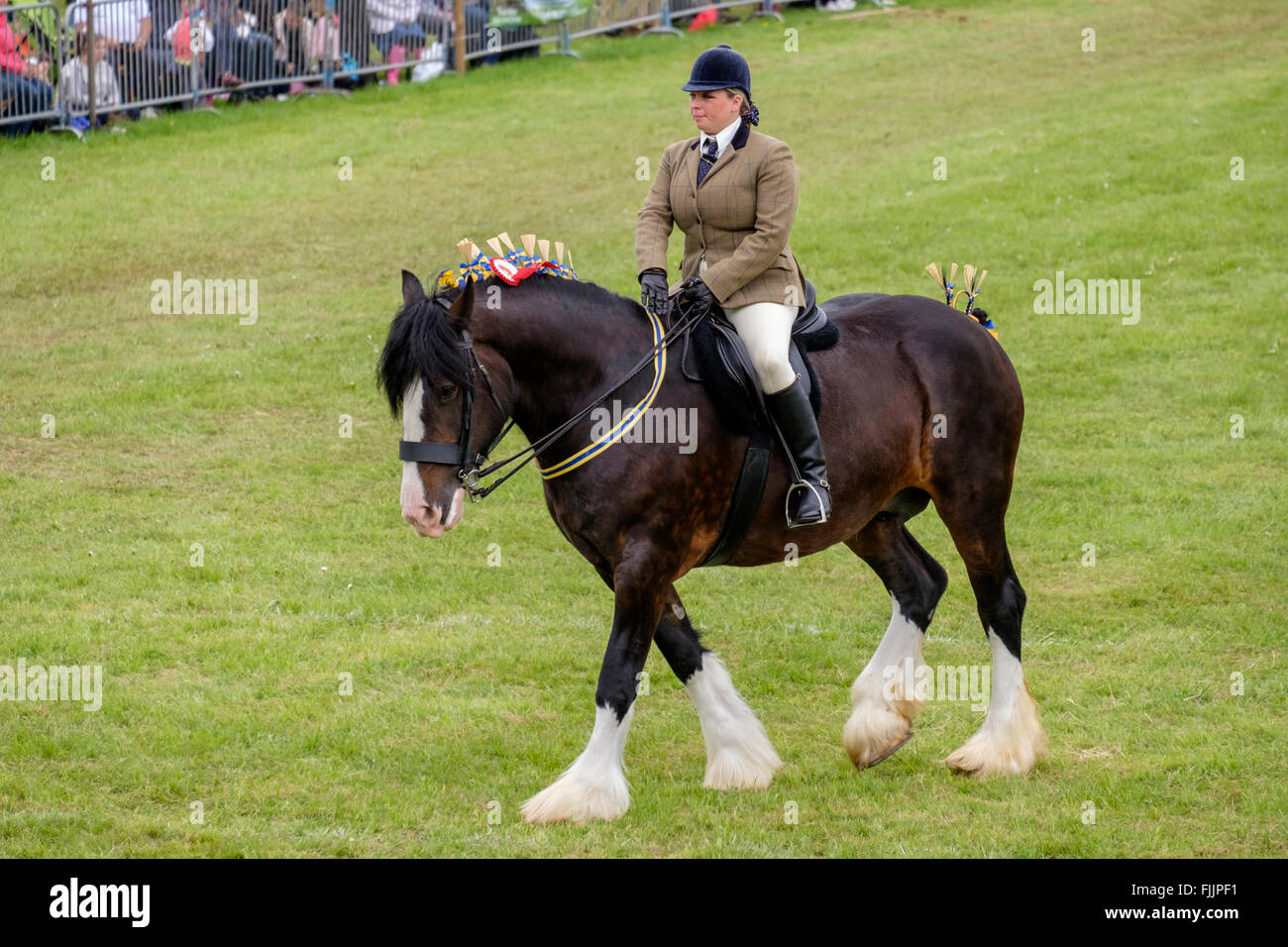 Shire Horse Champion d'être monté dans le ring d'exposition North Somerset Show Banque D'Images