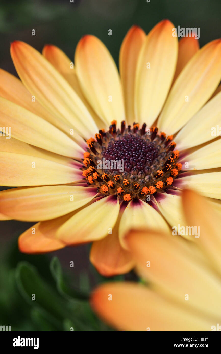 Daisy 2 jaune crème Banque D'Images