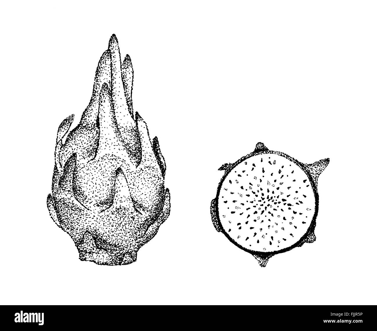 Pitaya fruit du dragon ancien style lithographie illustration Banque D'Images