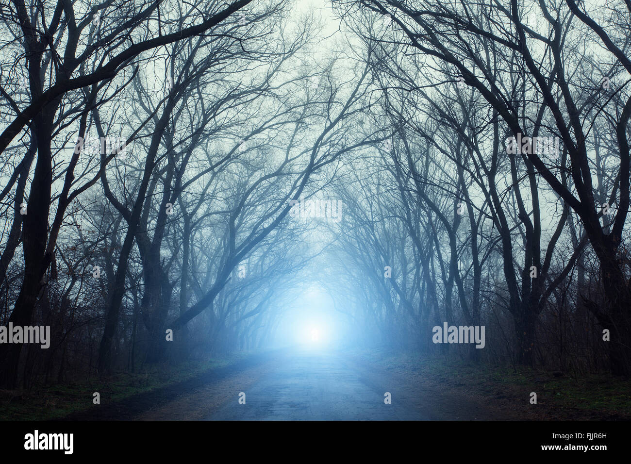 La route passant par peur mystérieuse forêt avec lumière bleue dans le  brouillard en automne. Arbres magiques. Nature paysage brumeux Photo Stock  - Alamy