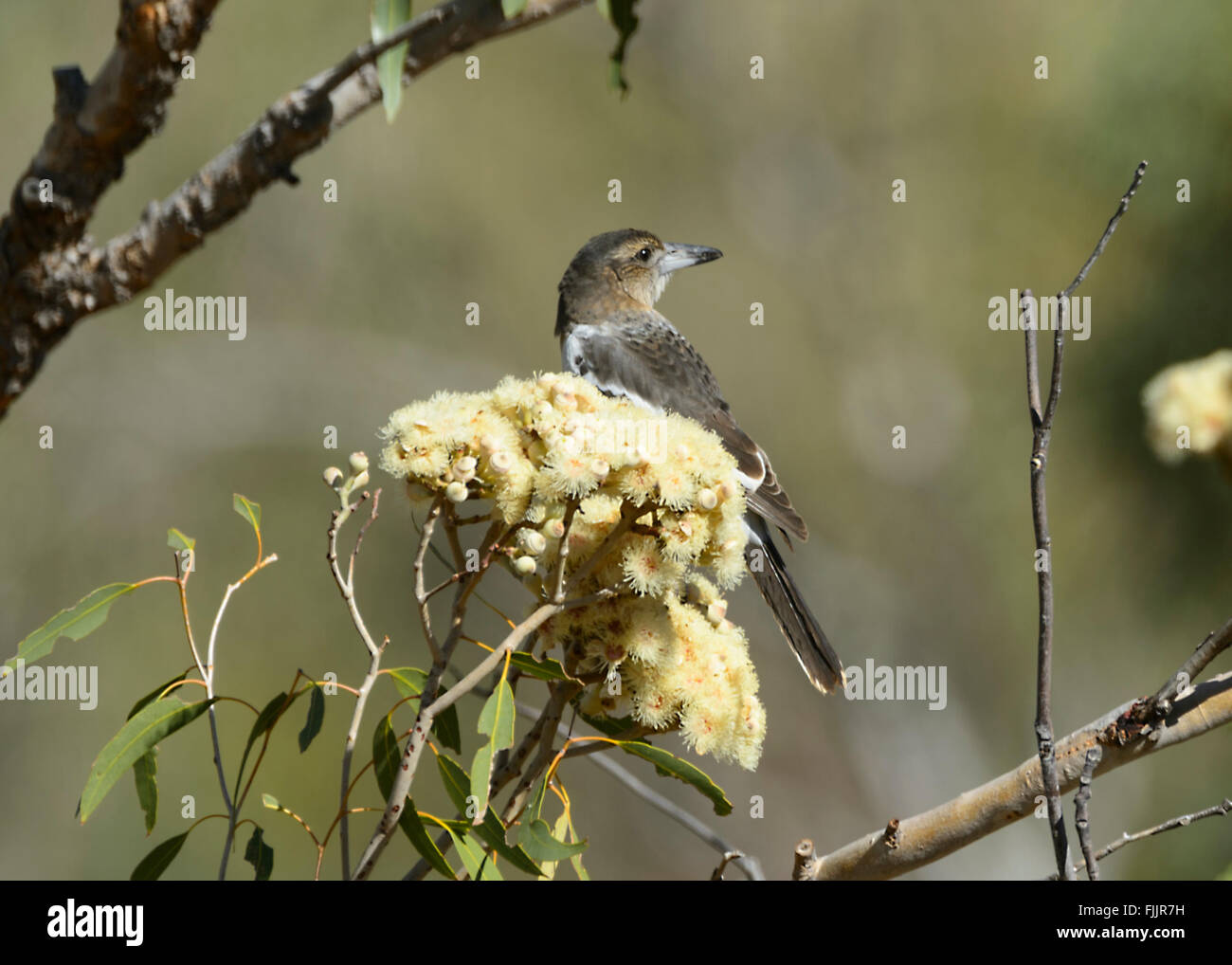 Pied Butcherbird immatures (Cracticus nigrogularis), Queensland, Australie Banque D'Images