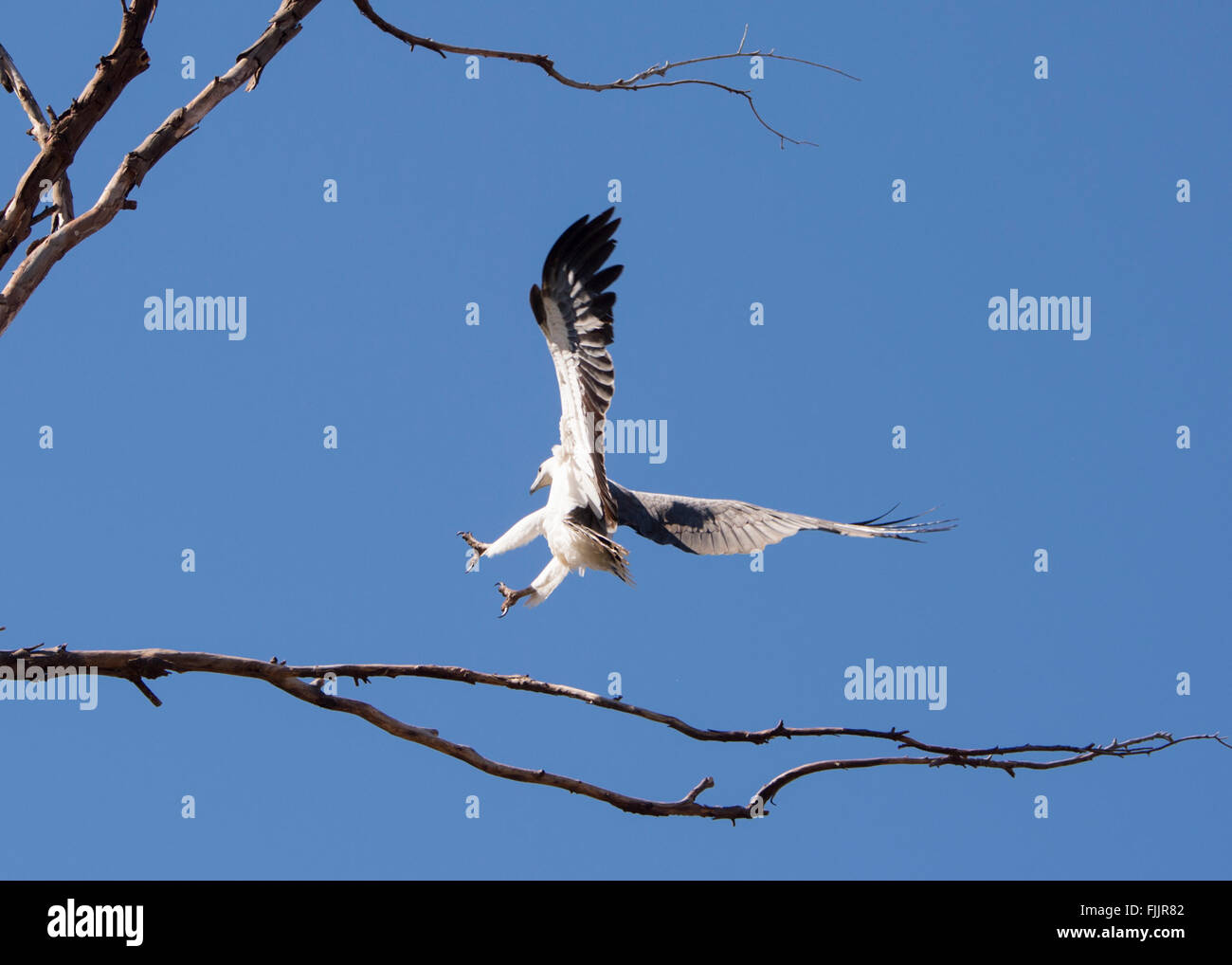 L'aigle de mer à ventre blanc (Haliaeetus leucogaster), Queensland, Australie Banque D'Images