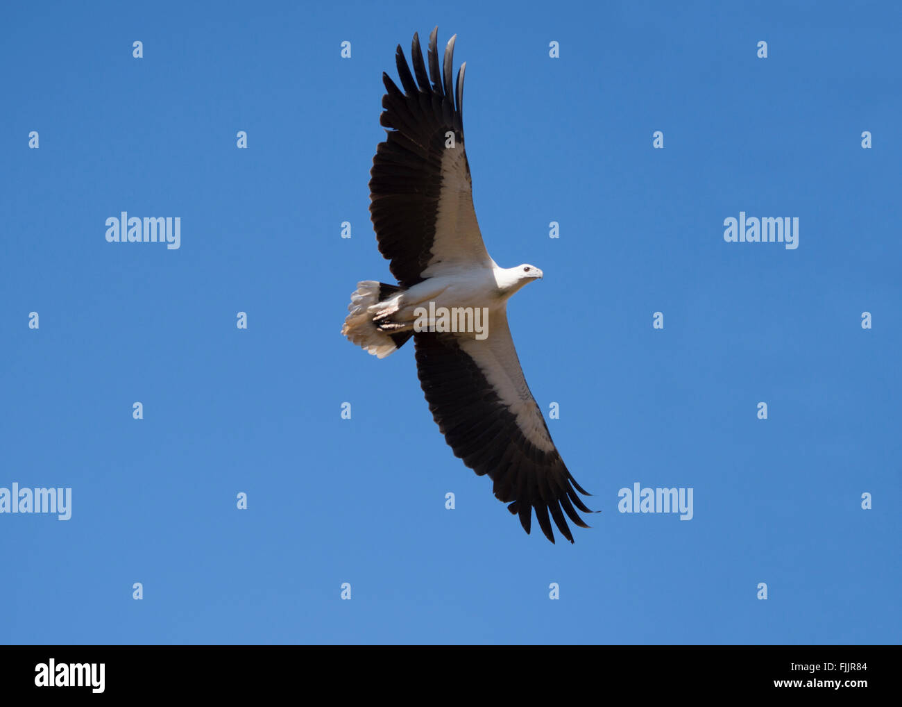 L'aigle de mer à ventre blanc (Haliaeetus leucogaster), Queensland, Australie Banque D'Images