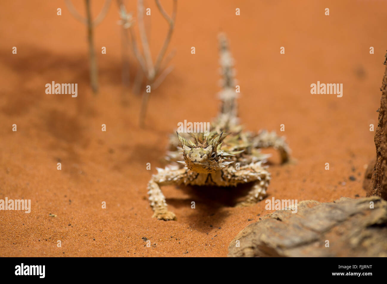 Diable épineux (Moloch horridus), Alice Springs Desert Park, Territoire du Nord, NT, Australie Banque D'Images