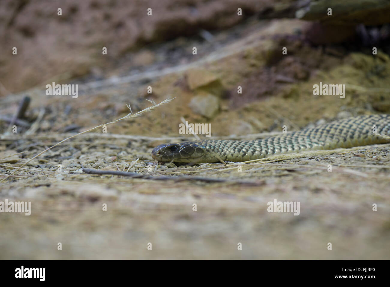 Le roi serpent brun ou Mulga Serpent (Pseudechis australis), Alice Springs Desert Park, Territoire du Nord, Australie Banque D'Images