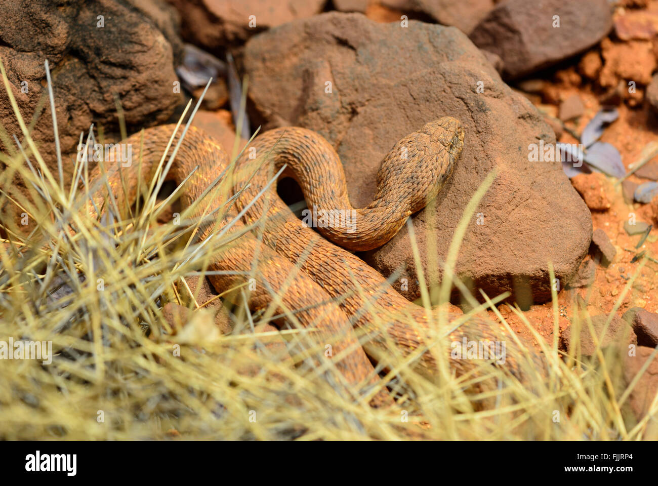 Desert Death Adder (Acanthophis pyrrhus), Alice Springs Desert Park, Territoire du Nord, Australie Banque D'Images