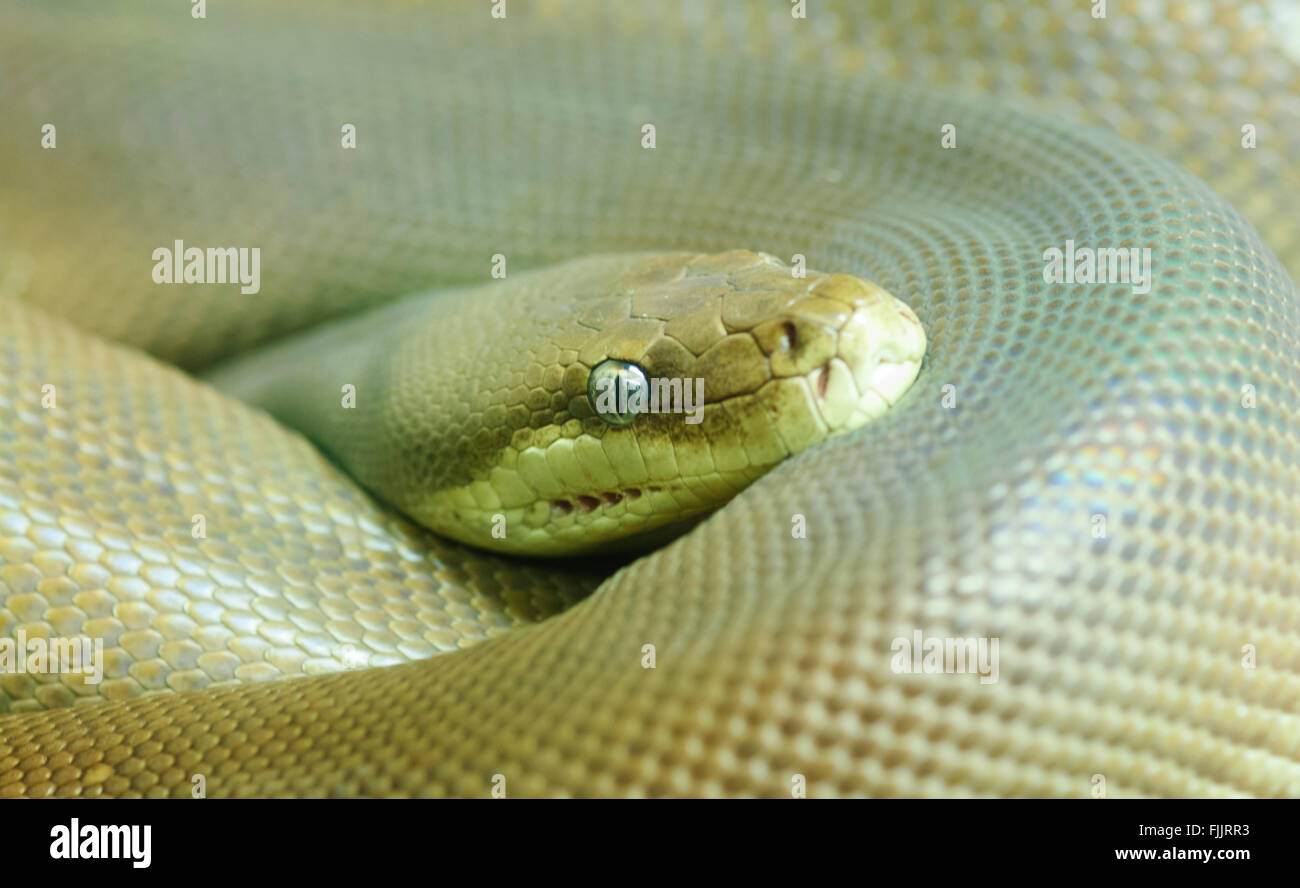 Python Olive (Liasis olivaceous), Alice Springs Reptile Centre, Territoire du Nord, Australie Banque D'Images