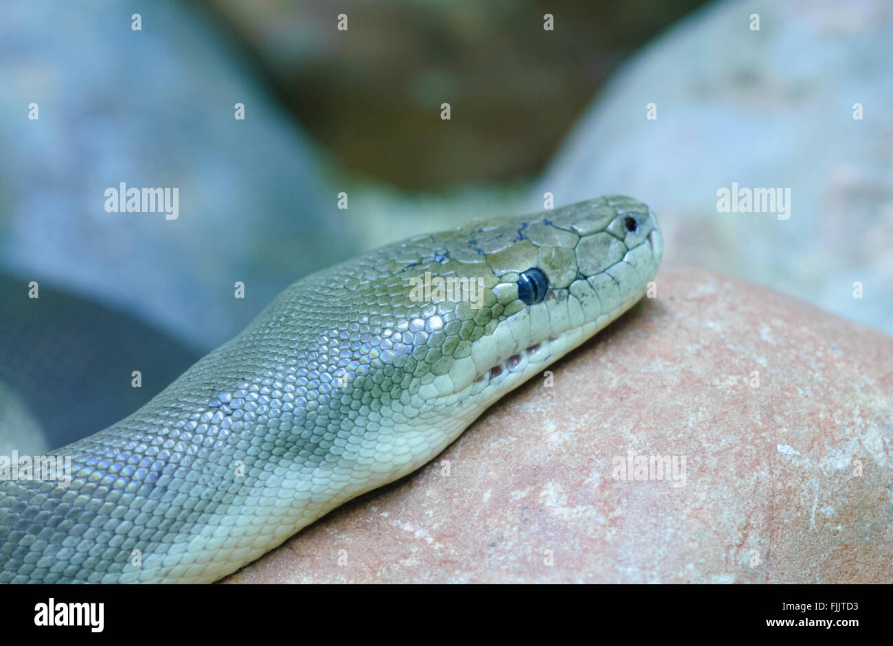 Python Olive (Liasis olivaceous), Alice Springs Reptile Centre, Territoire du Nord, Australie Banque D'Images