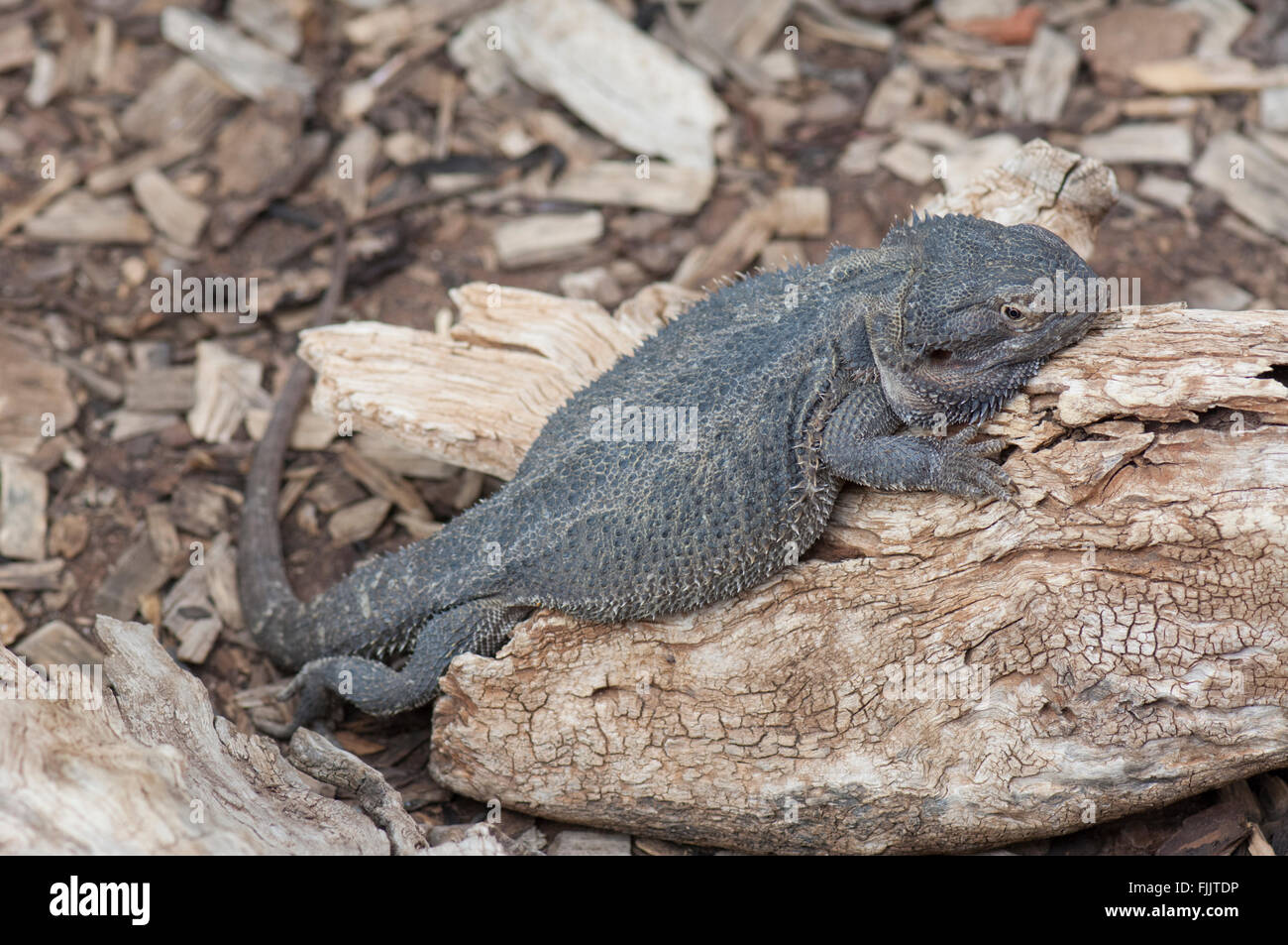 Le centre de dragon barbu (Pogona vitticeps), Alice Springs Reptile Centre, Territoire du Nord, Australie Banque D'Images