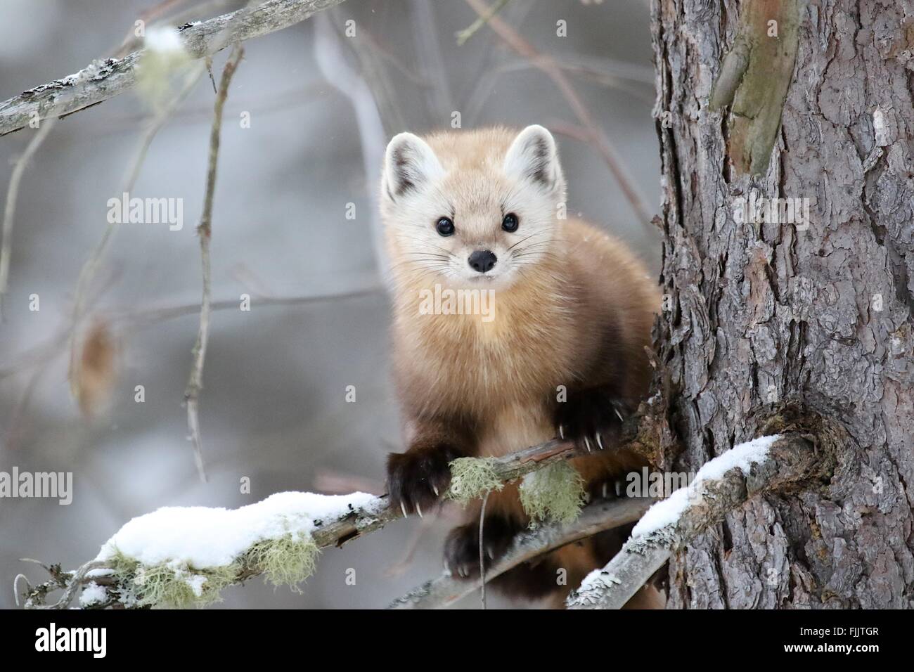 loup hurlant Banque D'Images