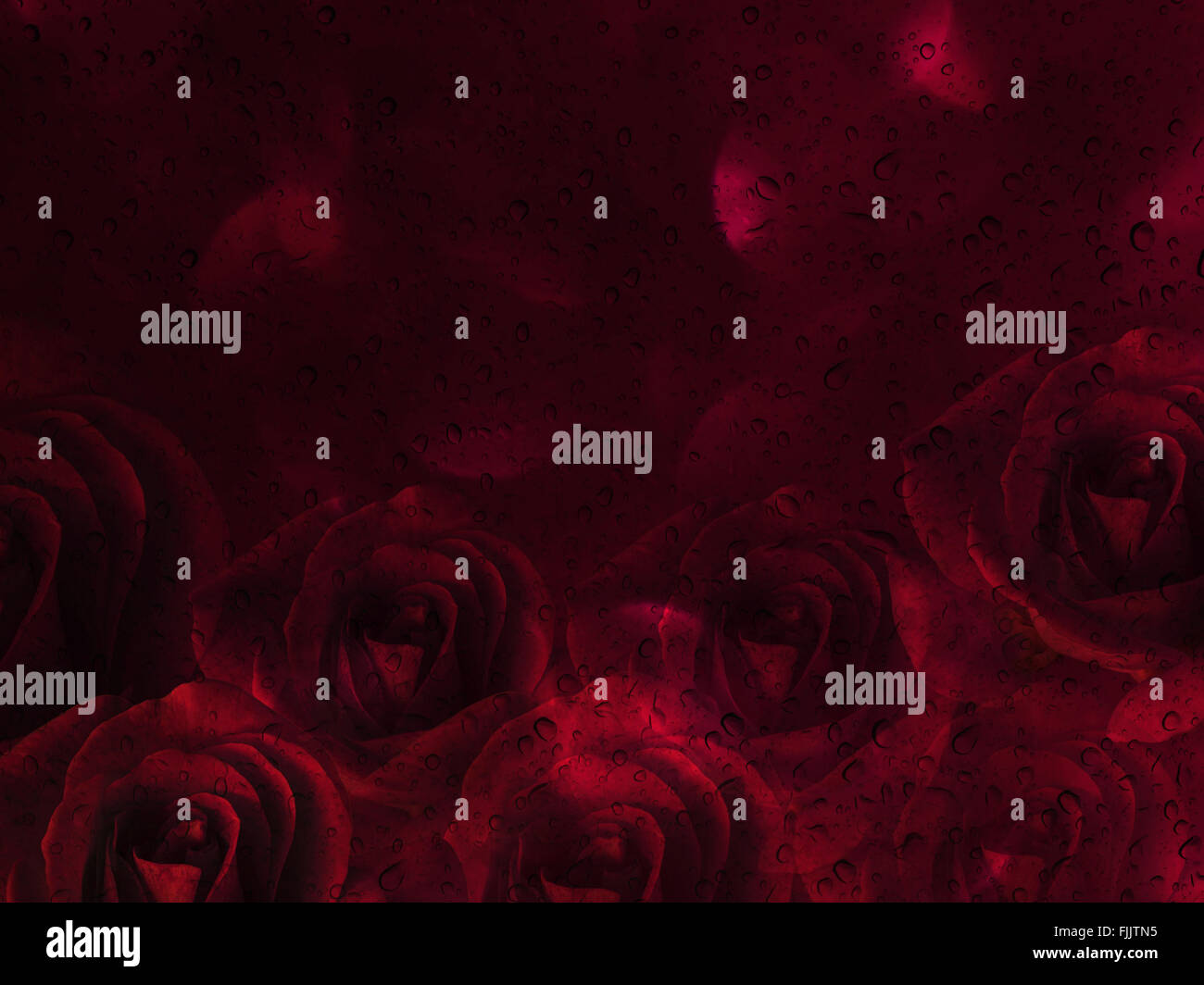 Roses rouge romantique et la goutte d'eau résumé valentine background with copy space Banque D'Images