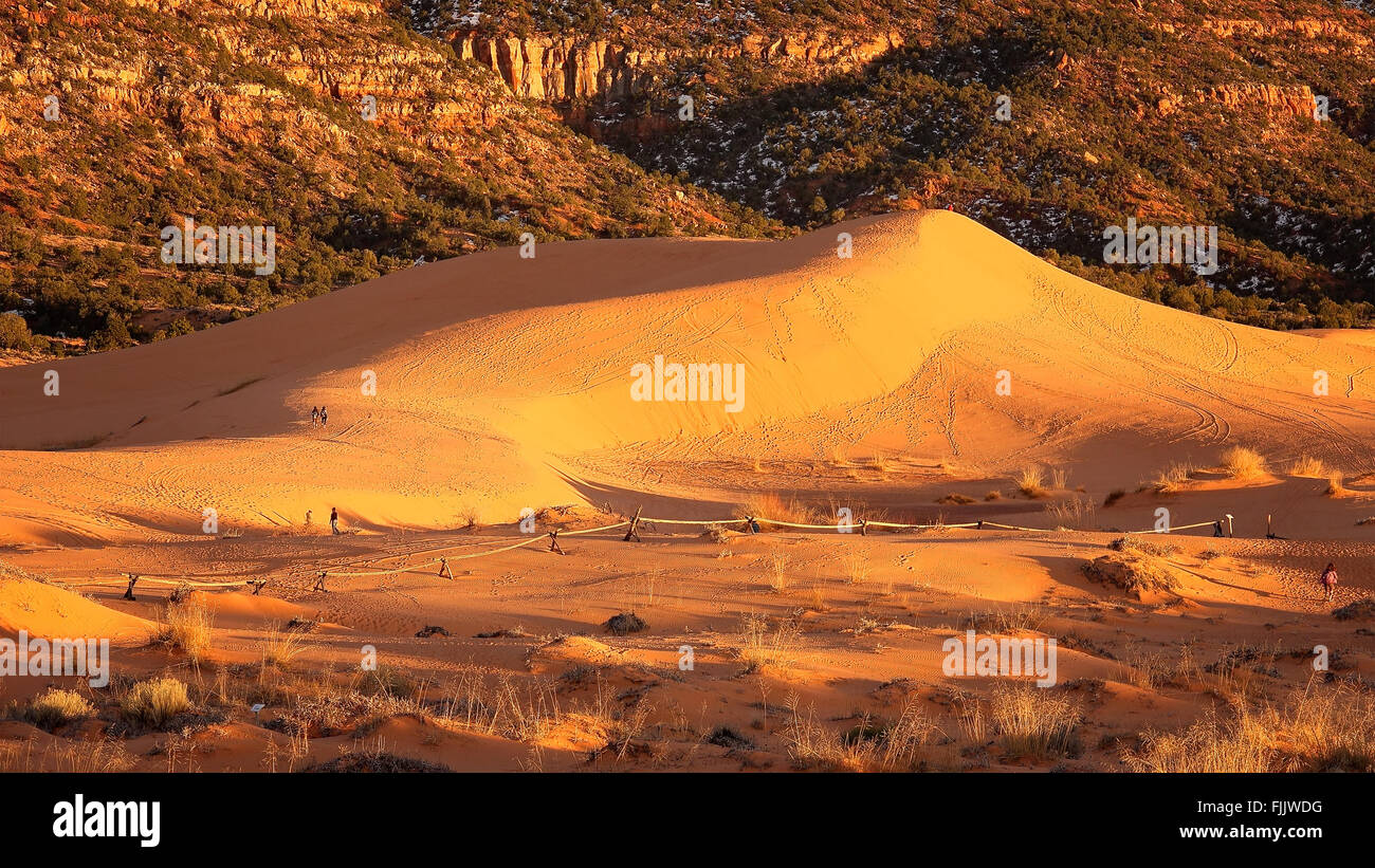 Dernière lumière chaude du jour hits les dunes à Coral Pink Sand Dunes State Park, près de Kanab, Utah Banque D'Images