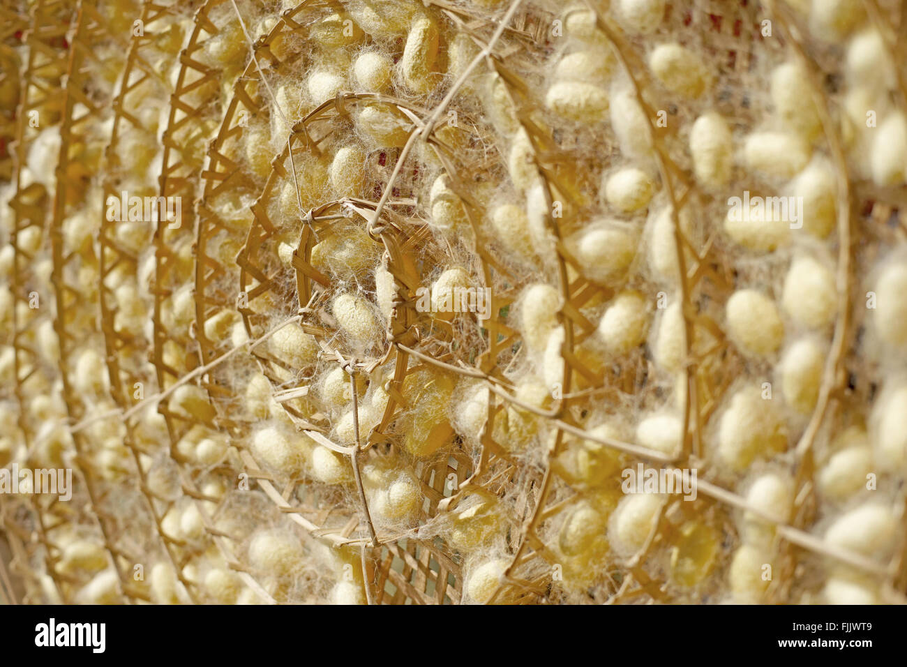 Silkworm life cycle Banque de photographies et d’images à haute — free download