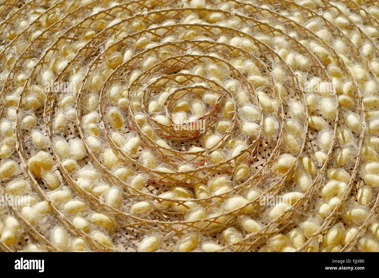 Les cocons de vers à soie jaune chrysalide dans les nids, le cycle de vie des vers à soie Banque D'Images