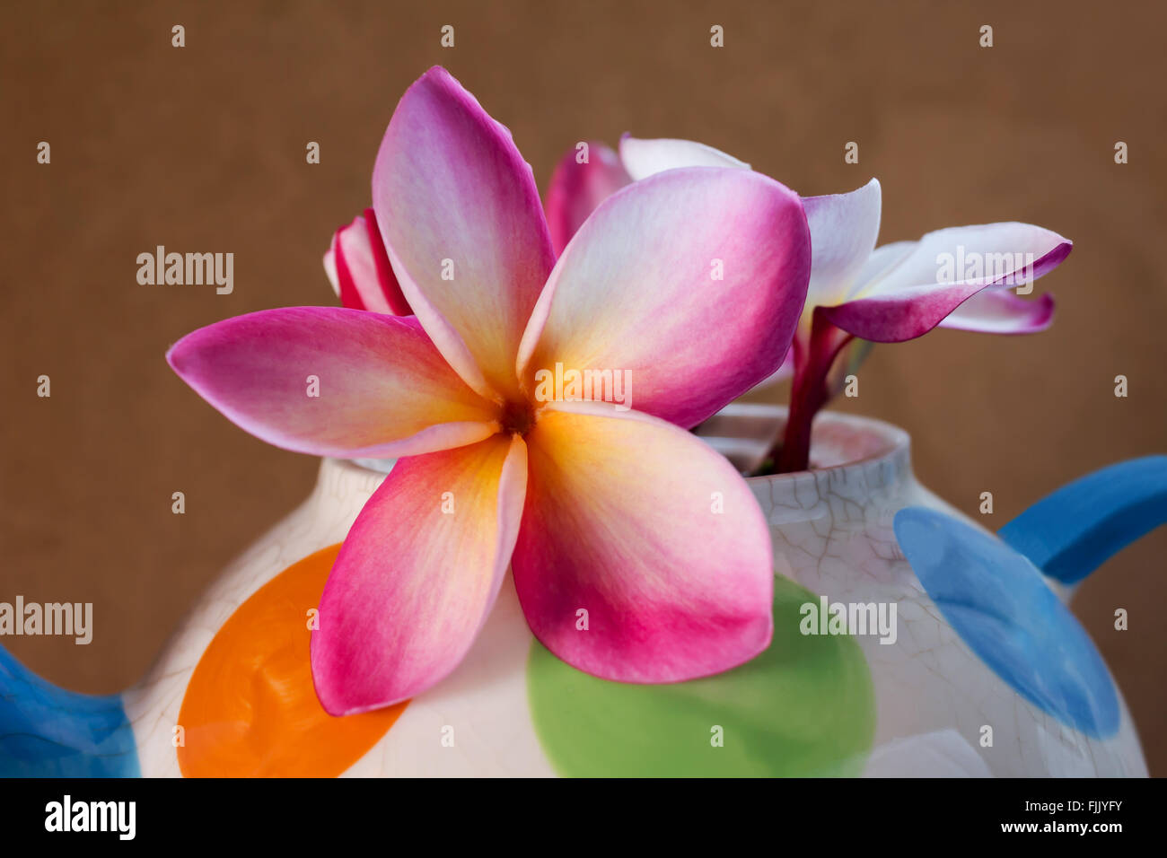 Belle belle fleur rose plumeria bunch décorées de motifs en pointillés colorés tea pot Banque D'Images