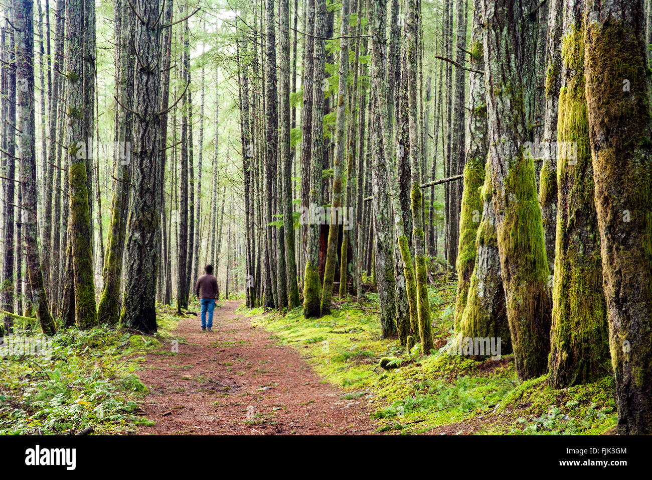 Sentier forestier dans la région de Duncan, île de Vancouver, Colombie-Britannique, Canada Banque D'Images