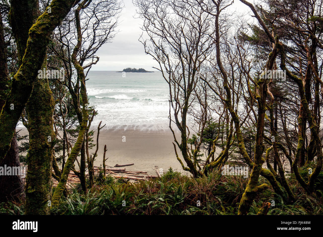 La Baie Florencia (Wreck Beach) - le parc national Pacific Rim - près de Tofino, Vancouver Island, British Columbia, Canada Banque D'Images