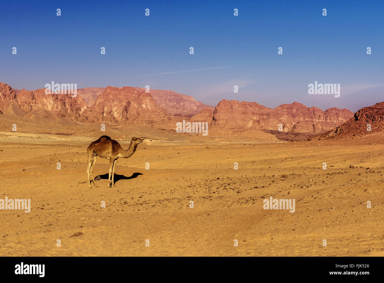 Camel sur le sable chaud du désert du Sinaï en Égypte Banque D'Images