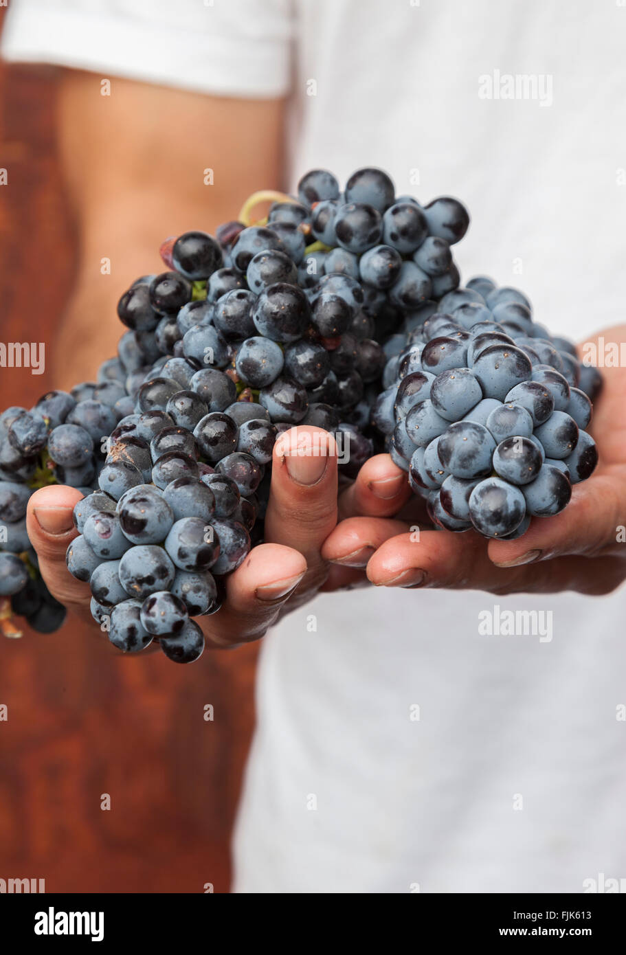 Libre de vigneron's hands holding grappes de raisin à vin rouge mûr Banque D'Images