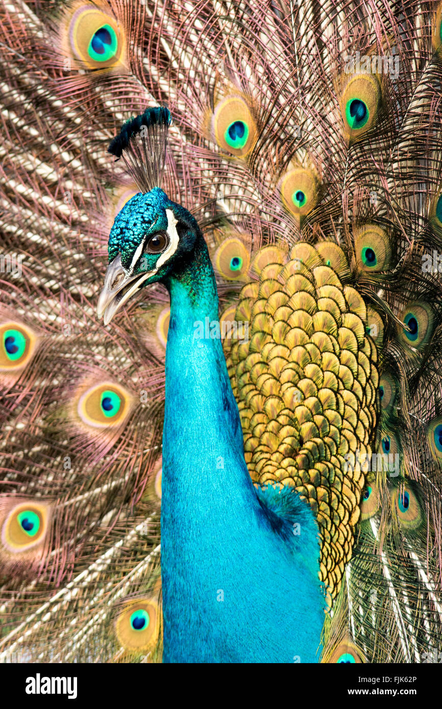 Paons indiens ou Peacock Pavo cristatus) - (le parc Beacon Hill, Victoria, île de Vancouver, Colombie-Britannique, Canada Banque D'Images