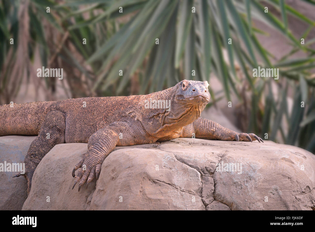 Dragon de Komodo repose sur un rocher Banque D'Images