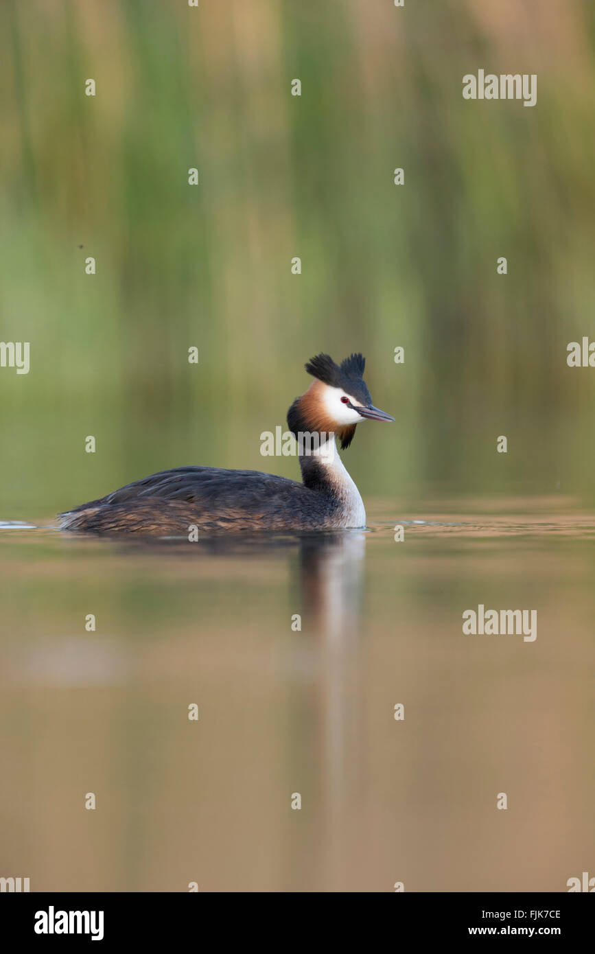 Grèbe huppé / Haubentaucher ( Podiceps cristatus ) en robe de reproduction, nage en face d'une ceinture de roseaux, sur un jour sans vent. Banque D'Images