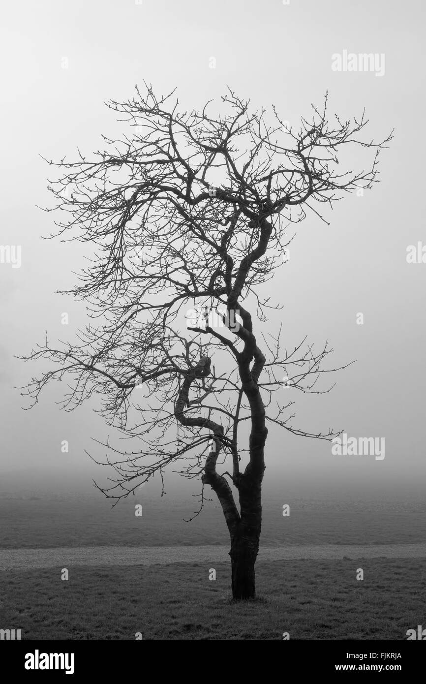 Tourné en noir et blanc d'un petit arbre dans le brouillard Banque D'Images