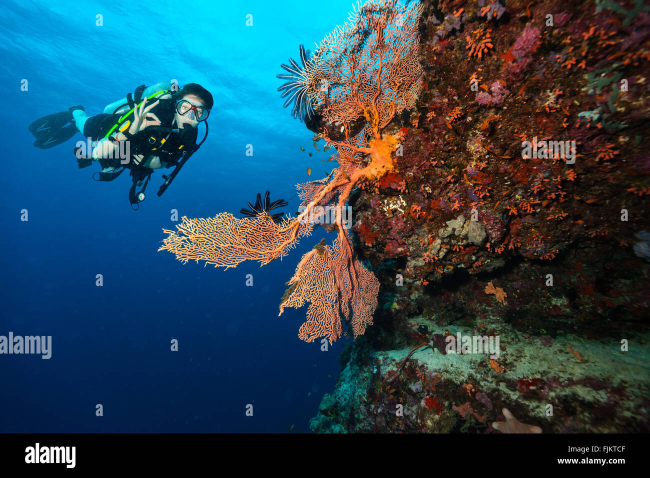 Scuba Diver explorer un récif corallien montrant ok sign Banque D'Images