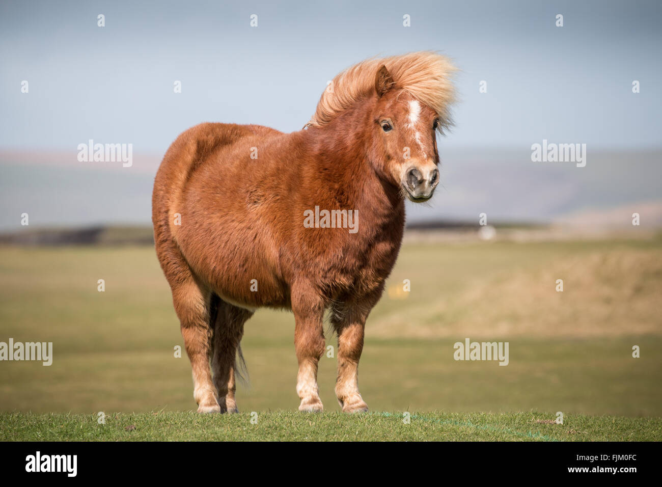 L Exces De Poney Miniature Avec Drole Sur Son Visage Le Paturage Sur L Herbe Burrows Photo Stock Alamy L Exces De Poney Miniature Avec Drole Sur Son Visage Le Paturage Sur L Herbe Burrows Photo Stock Alamy