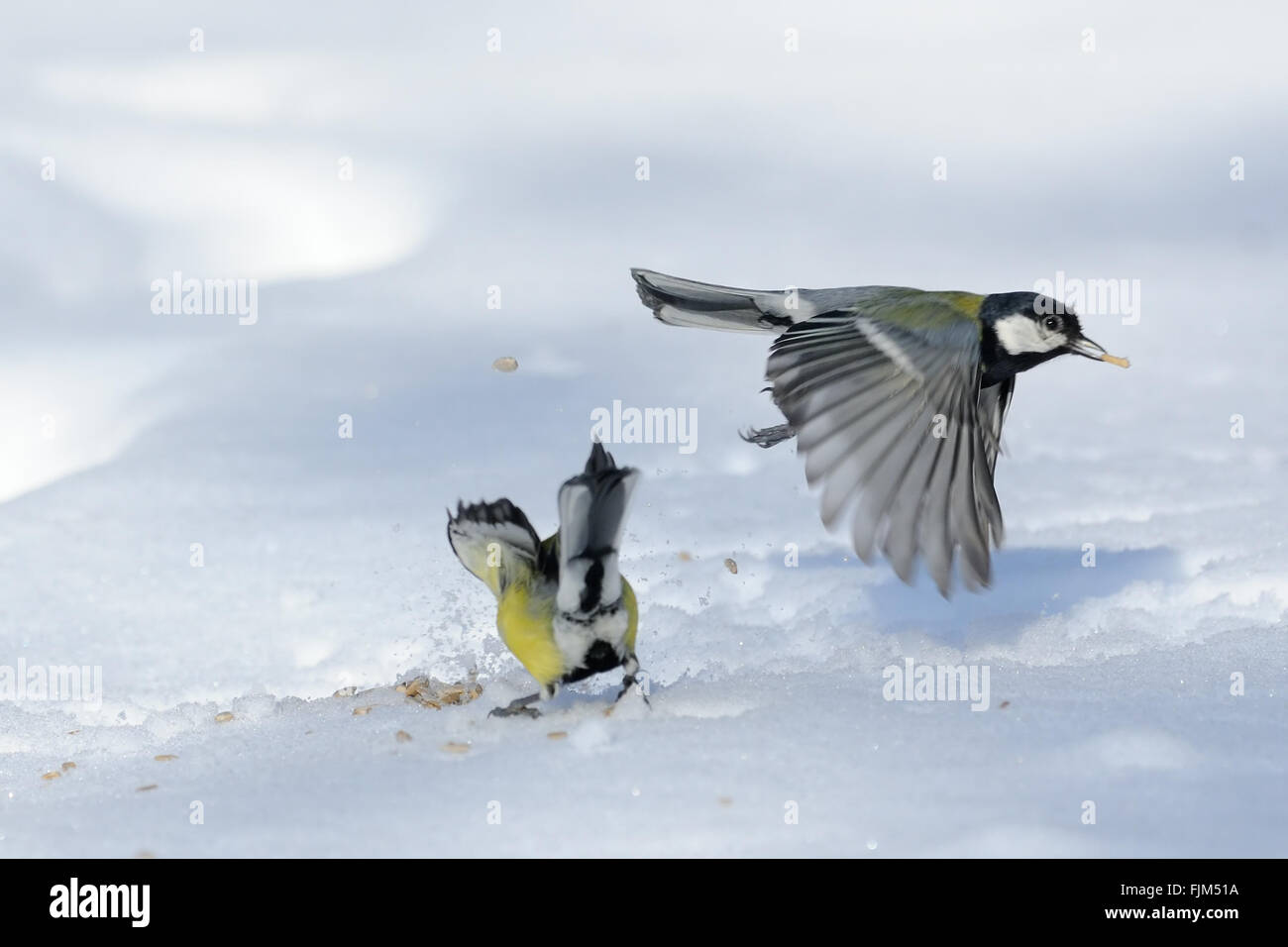 Flying Great Tit (Parus major) avec une semence au-dessus du banc de neige. La région de Moscou, Russie Banque D'Images