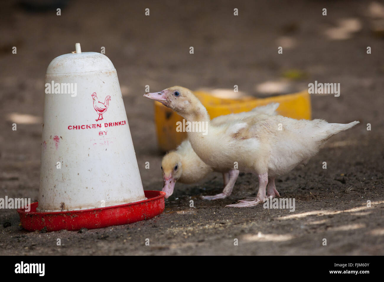 Alimentation canetons dans une ferme de volailles en Tanzanie Banque D'Images