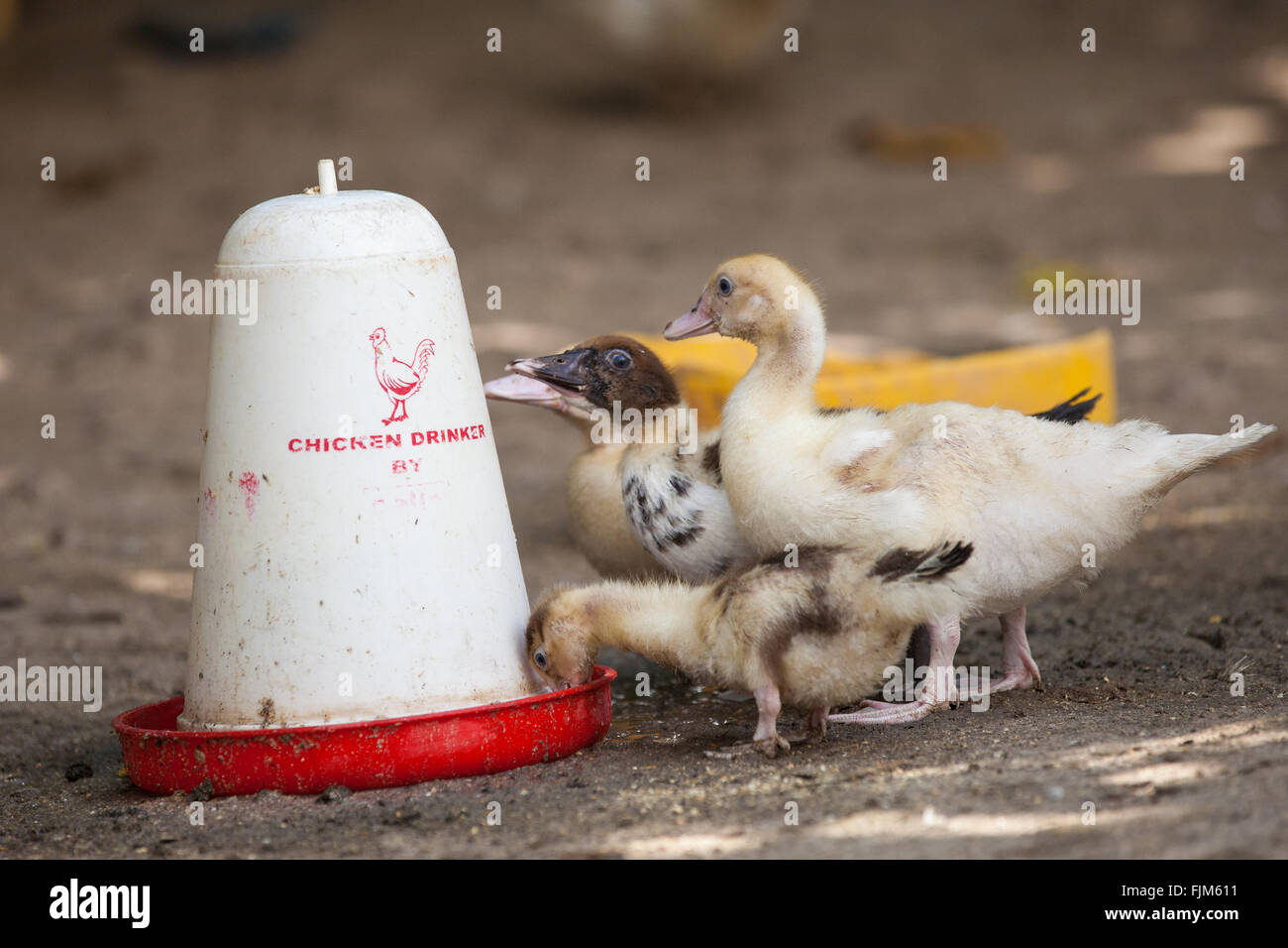 Alimentation canetons dans une ferme de volailles en Tanzanie Banque D'Images