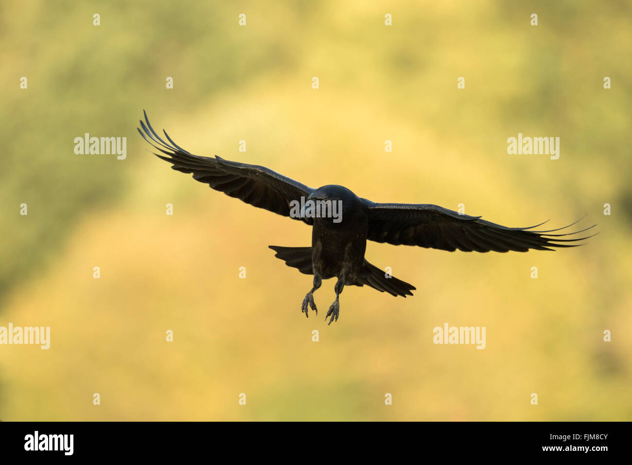 Grand Corbeau Corvus corax / Kolkrabe ( ) en vol, en face de couleur jaune, feuilles d'automne, regardant avec attention. Banque D'Images