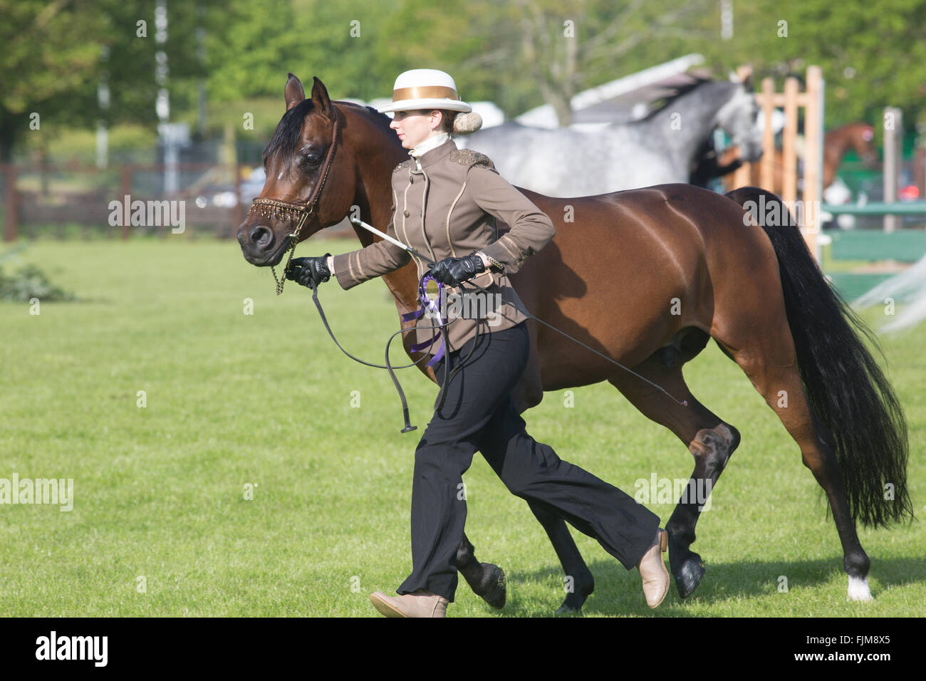 Des scènes du Devon County show. Banque D'Images