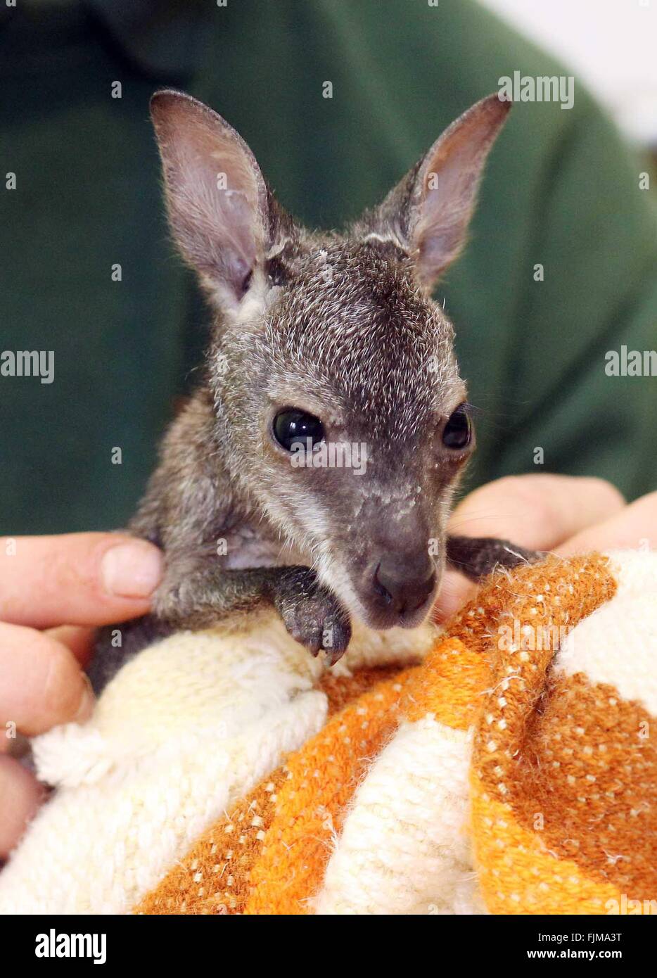 Koethen, Allemagne. 06Th Mar, 2016. Michael Engelmann, directeur du Zoo de Koethen, détient kangaroo joey 'Muffin' à Koethen, Allemagne, 03 mars 2016. Les dix semaines Bennett's tree-kangaroo est tombé de la poche de sa mère à la mi-février dans le Zoo de Koethen. Parce qu'il ne peut pas revenir, sa désormais grandissant dans une taie en remplacement d'un sac de maternelle. Phoot : SEBASTIAN WILLNOW/dpa/Alamy Live News Banque D'Images