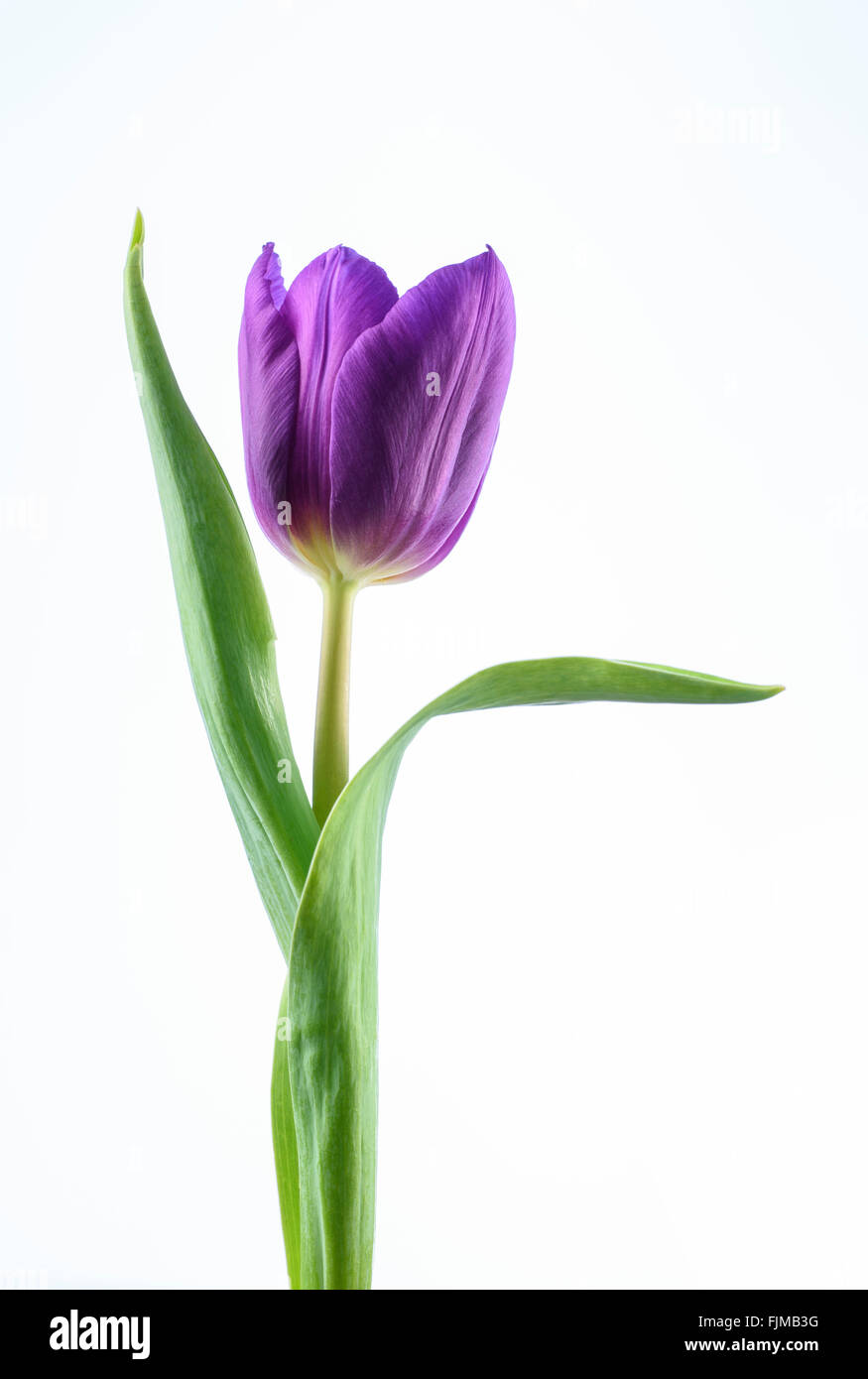 Une fleur de tulipe mauve sur un fond blanc Photo Stock - Alamy