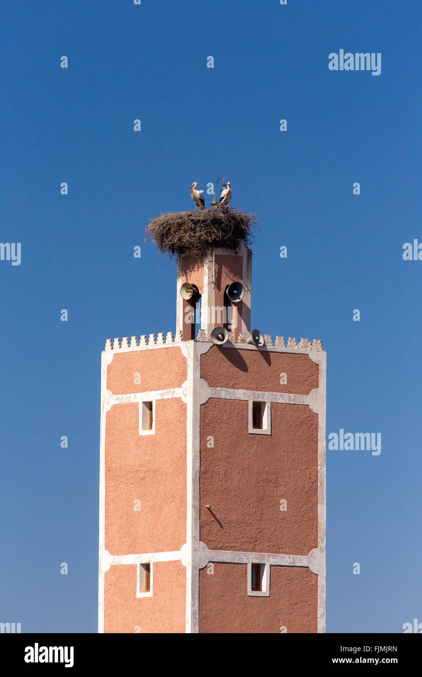 Minaret rose avec cigognes nichent Banque D'Images