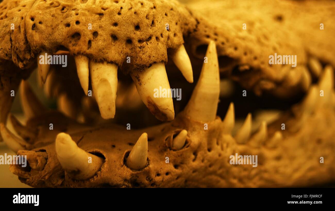 Crocodile teeth Banque de photographies et d’images à haute résolution — free download