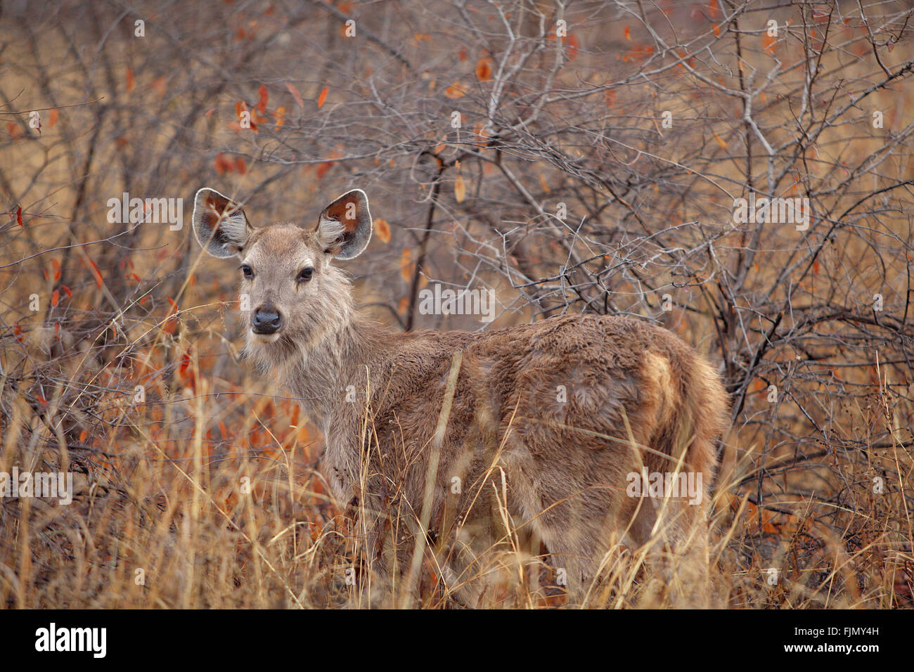 Sambar deer (Cervus unicolor) dans le parc national de Ranthambore, en Inde Banque D'Images