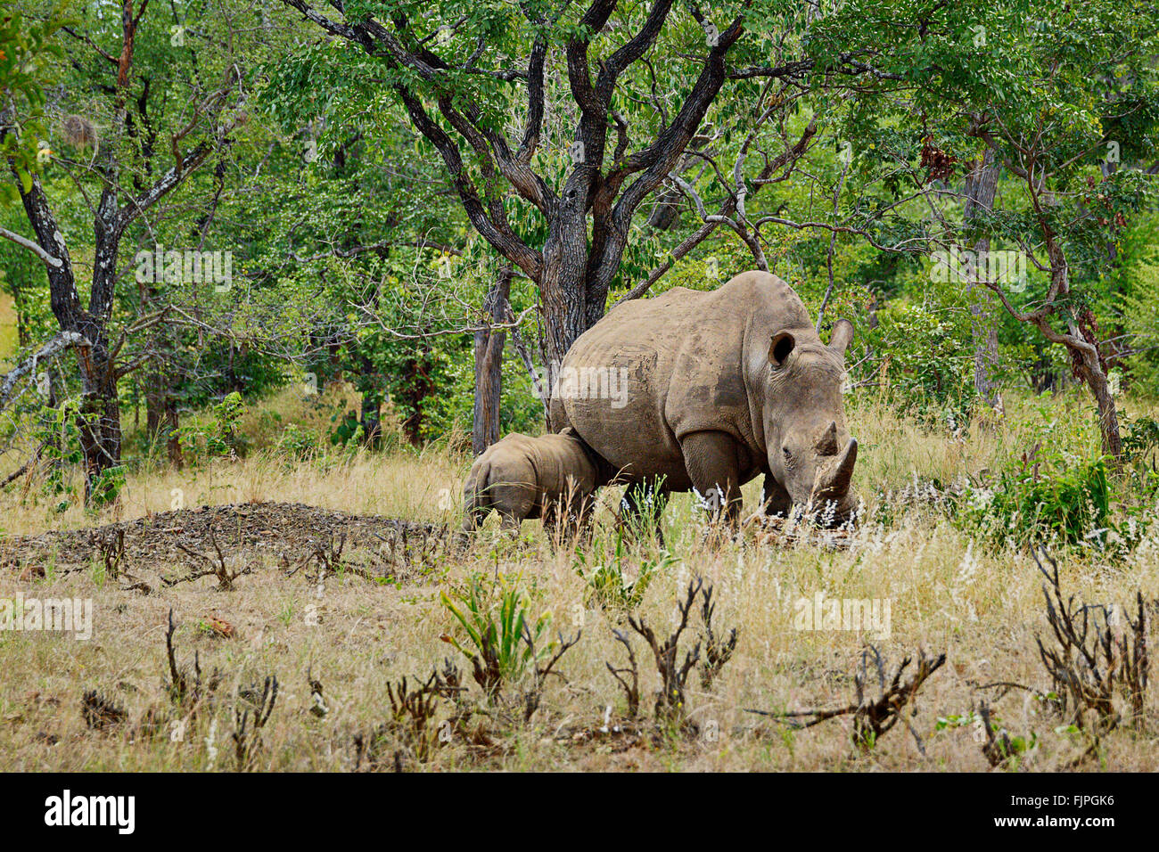 Rhinocéros blancs dans Mosi-Oa-Tunya National Park, près de Victoria Falls, la Zambie. Banque D'Images