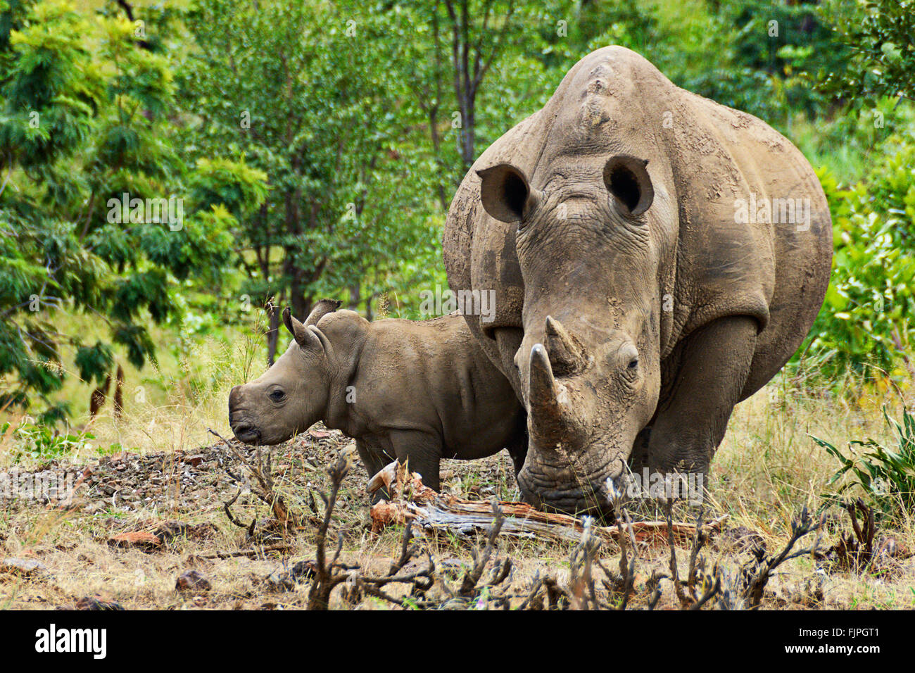 Rhinocéros blancs dans Mosi-Oa-Tunya National Park, près de Victoria Falls, la Zambie. Banque D'Images