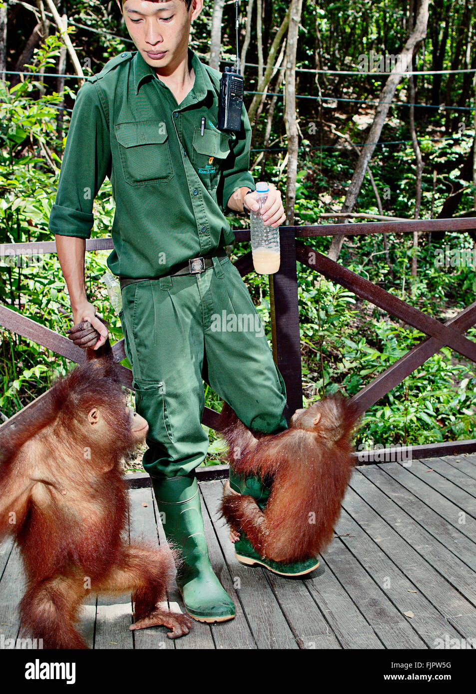 Les jeunes orang-outans à Rasa Ria pépinière de Orangutan près de Kota Kinabalu, Sabah, Bornéo. Banque D'Images