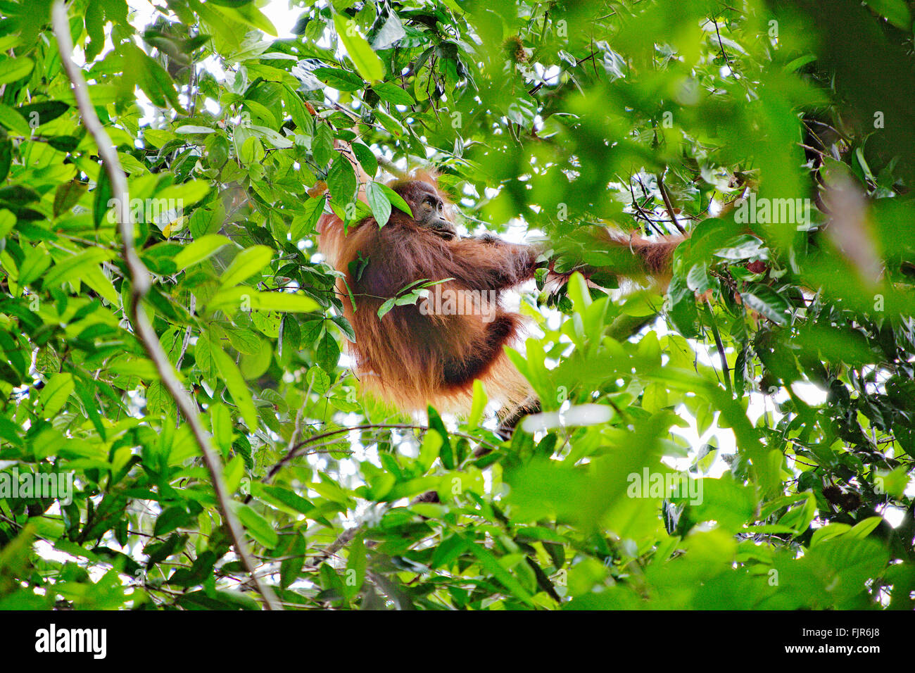 L'orang-outan sauvage dans les forêts tropicales le long de la rivière Kinabatangan, Sabah, Bornéo. Banque D'Images