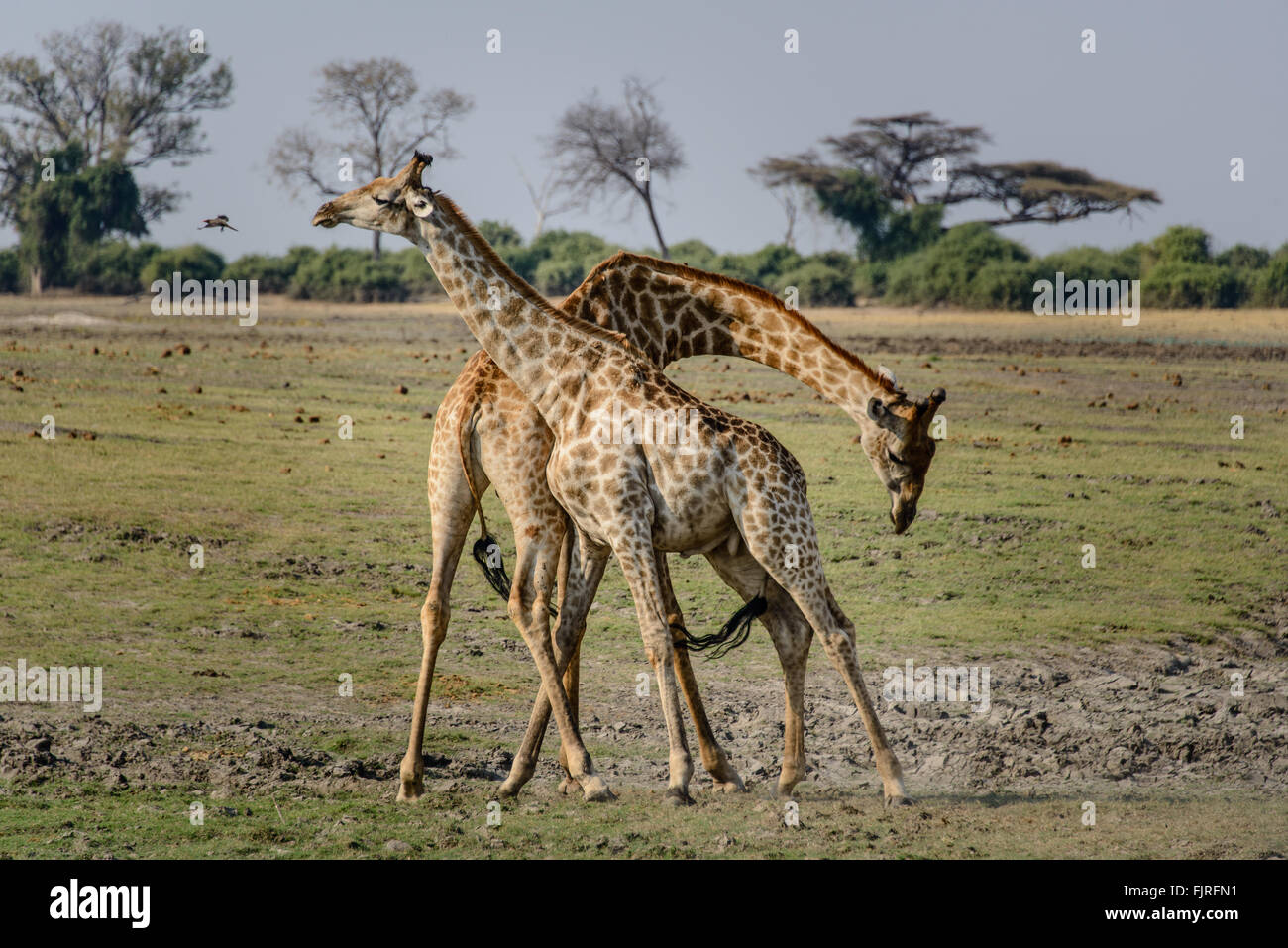 Combats de girafes Banque de photographies et d’images à haute