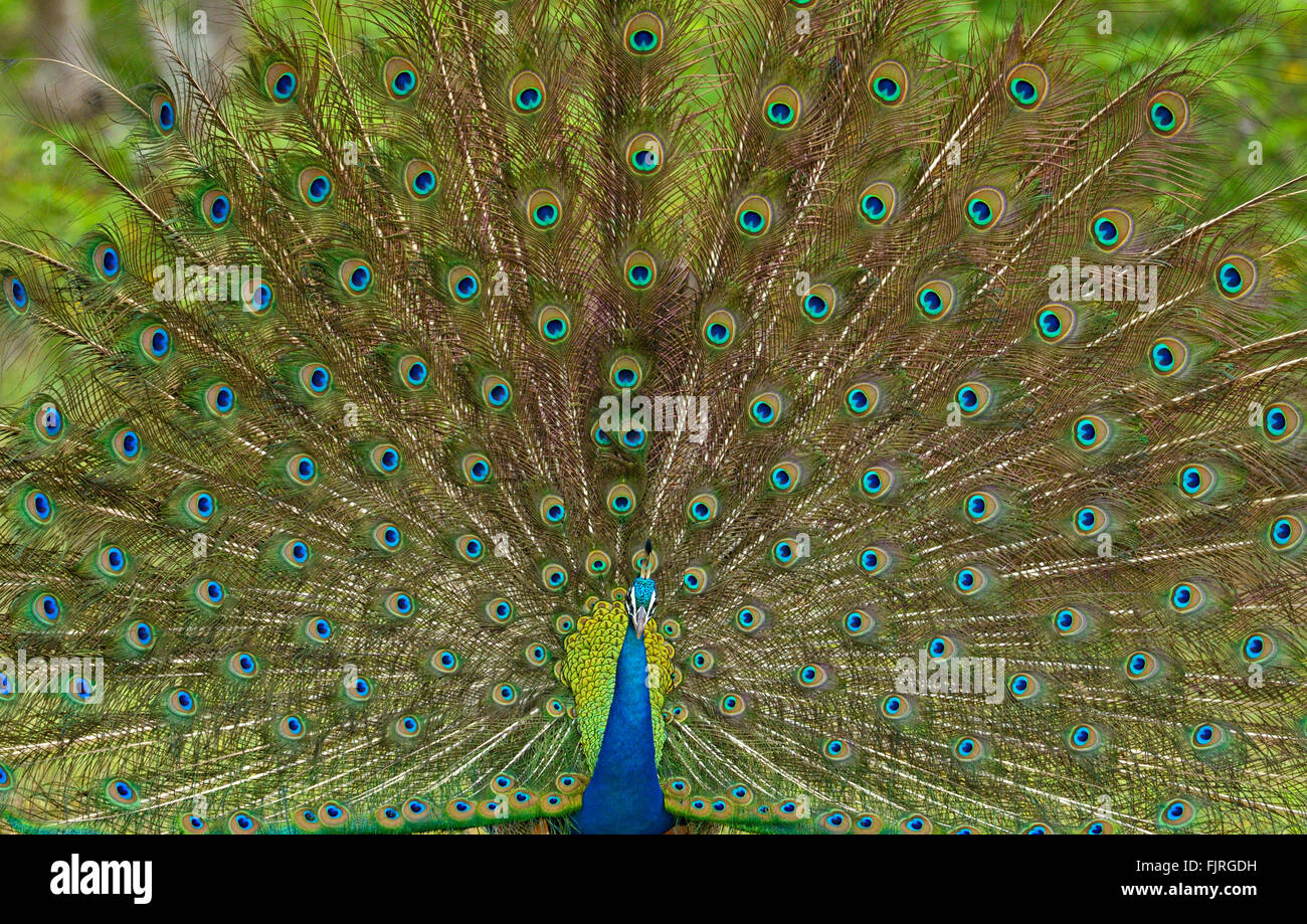 Affichage d'accouplement ou de la danse d'un Indien de sexe masculin de paons (Pavo cristatus) dans les jungles du parc national de Yala au Sri Lanka Banque D'Images