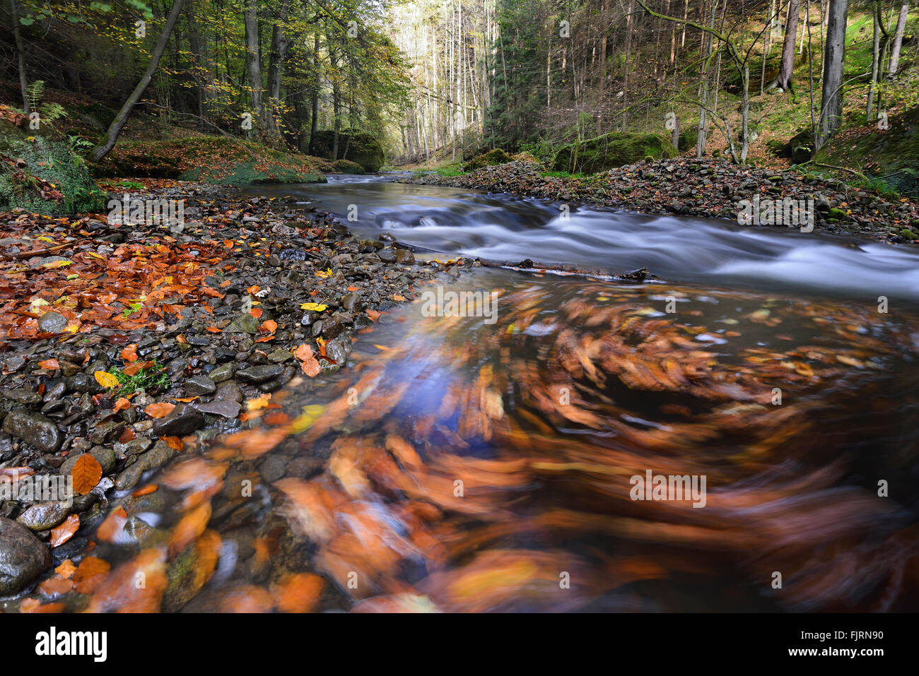 Cours de la rivière à travers le Polenz Polenz vallée, ruisseau de montagne avec un bain à remous et les feuilles d'automne, la Suisse saxonne Banque D'Images