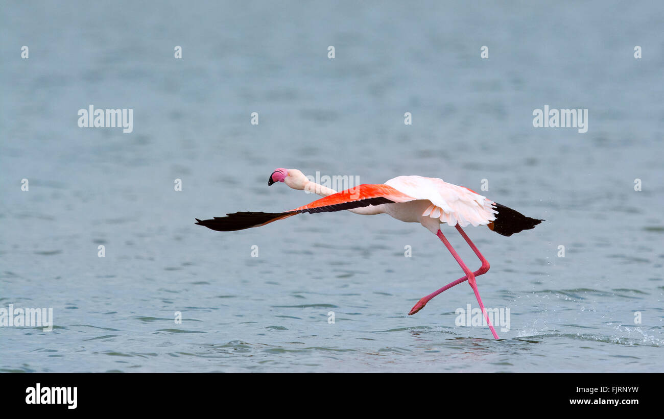 Aile Flamant Rose Banque d'image et photos - Alamy
