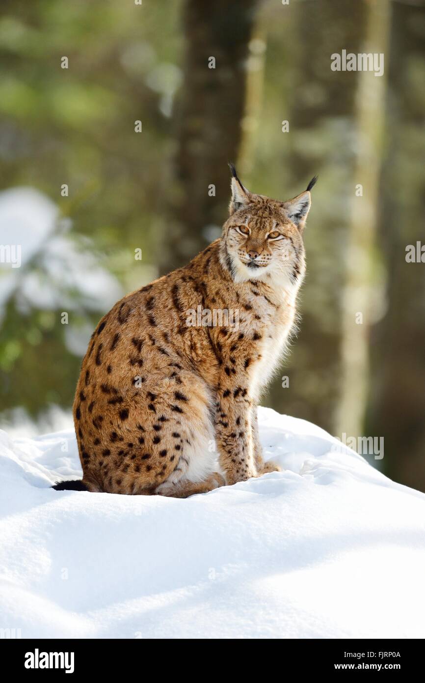 Lynx Boréal, le lynx (Lynx lynx) assis dans la neige, des animaux en captivité, en plein air, Parc National de la Forêt bavaroise Banque D'Images