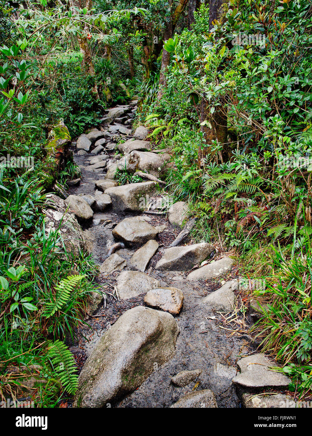 Chemin de trekking sur le flanc du Mont Kinabalu, la plus haute montagne de Bornéo. Banque D'Images