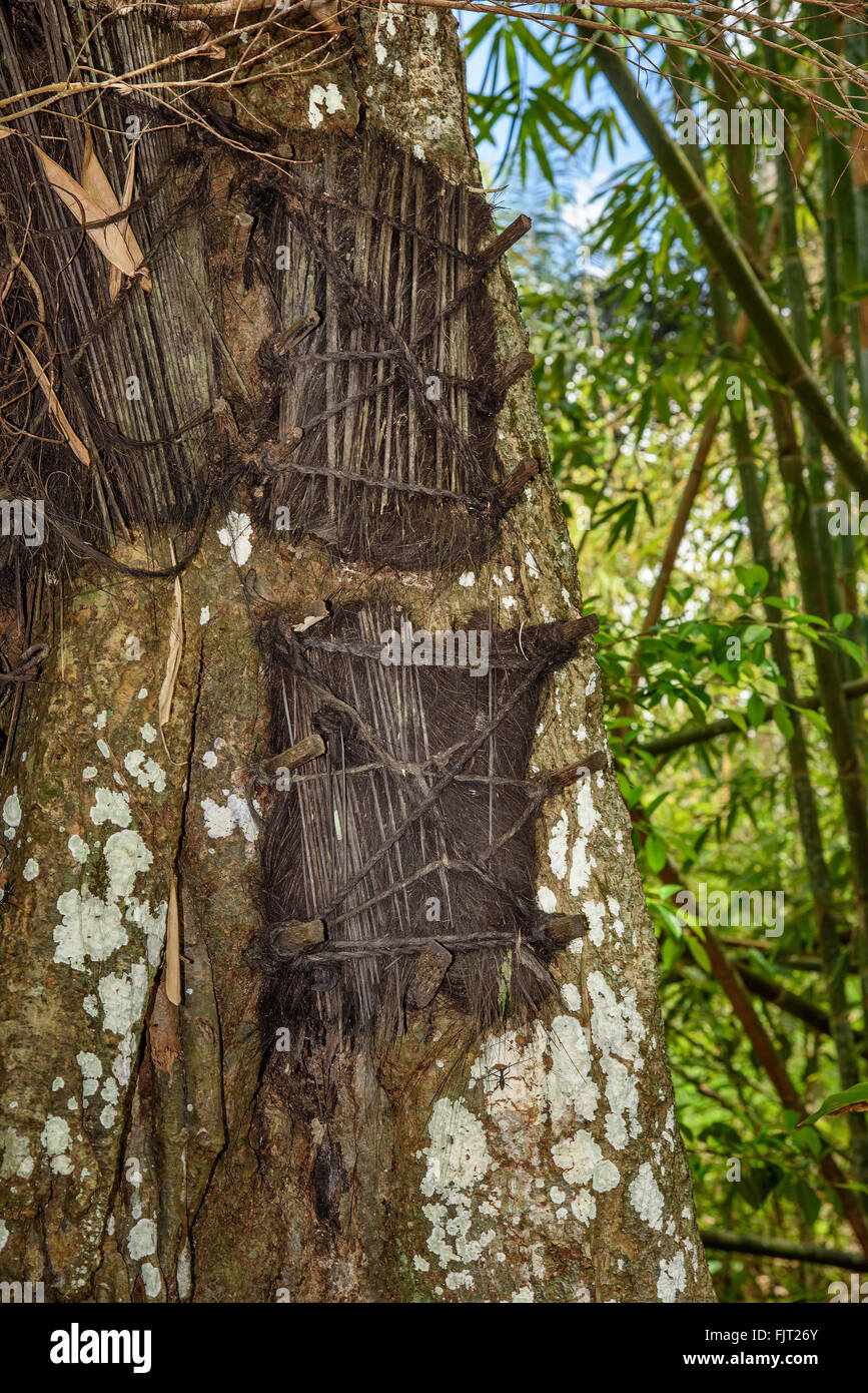 Plusieurs tombes bébé dans de grands arbres anciens. Kambira. Certains d'entre eux ont plus de 100 ans. Tana Toraja. Sulawesi du Sud. L'Indonésie Banque D'Images